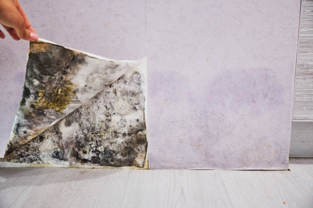 Best DIY Mold Remediation Support Services in Pike Creek, DE